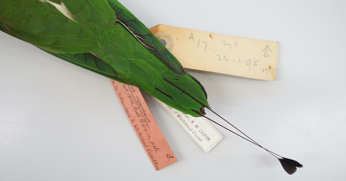 John Whitehead’s Birds